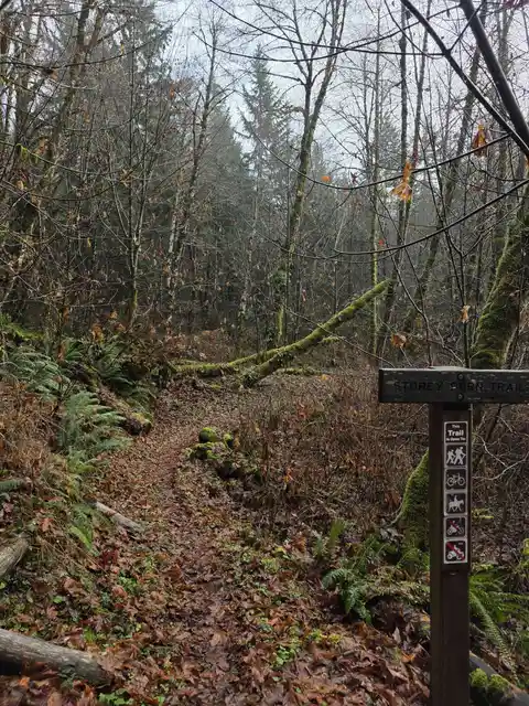 Storey Burn and Gales Creek Loop Trail