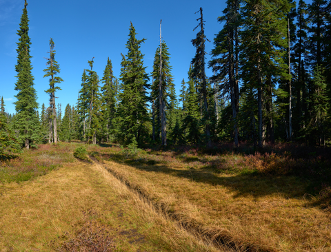 Indian Heaven Trail