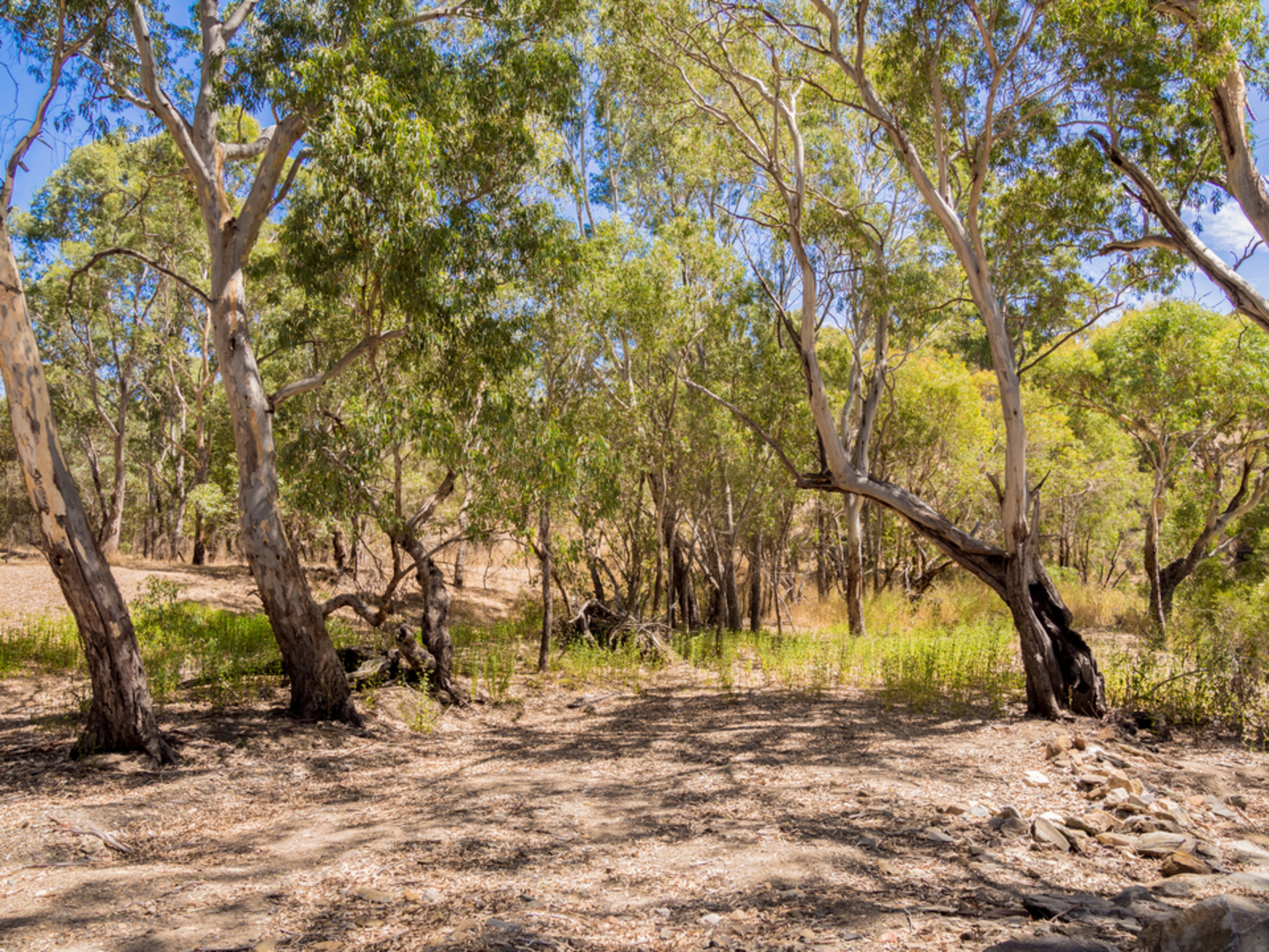 An image depicting the trail Forest Loop Walk - Mt Bold Reservoir and its surrounding area.