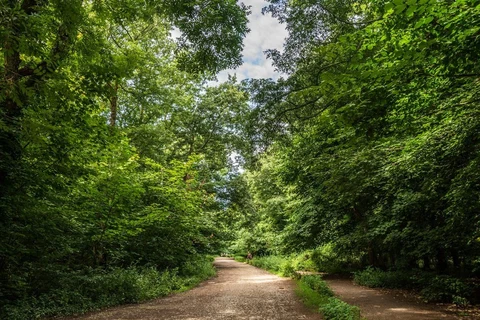 Weston Woods