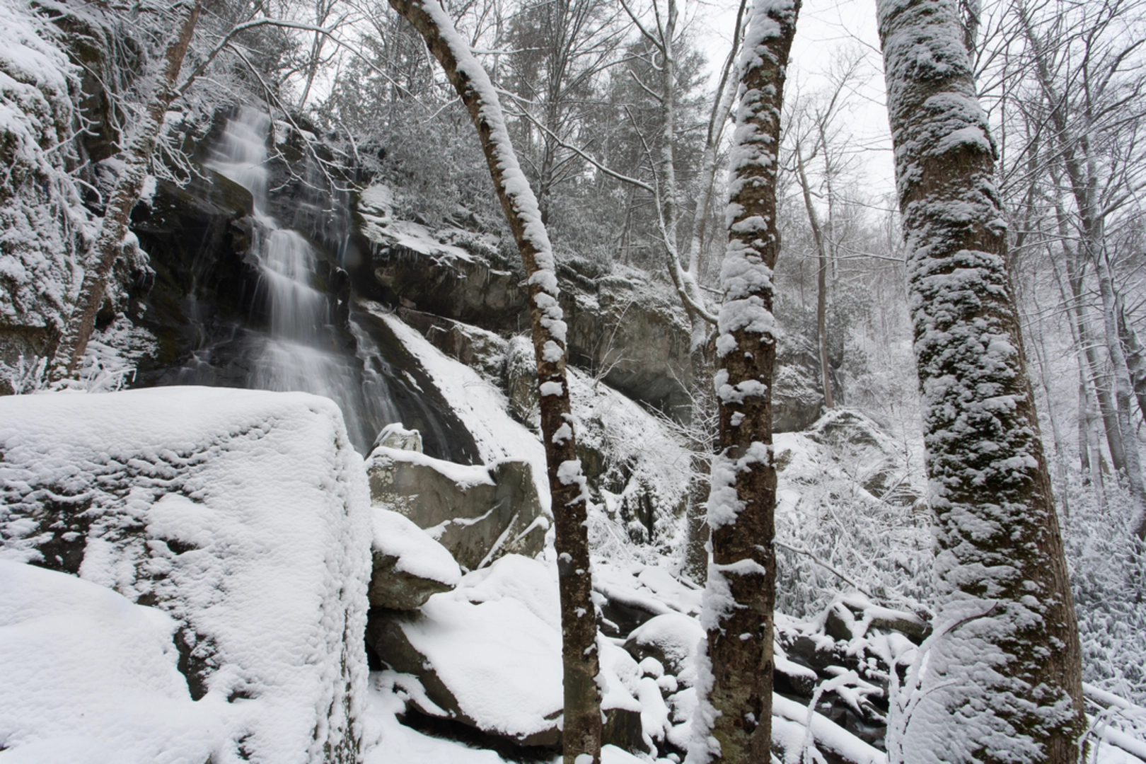 An image depicting the trail Cosby Nature Loop Trail and its surrounding area.