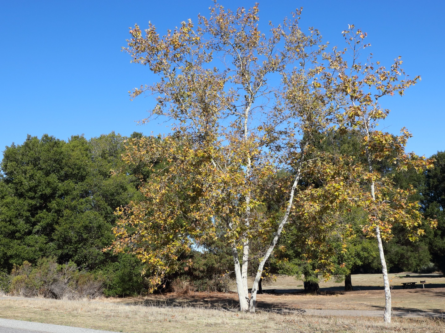 An image depicting the trail Upper High Meadow, Upper Wildcat Canyon and Permanente Creek Loop and its surrounding area.