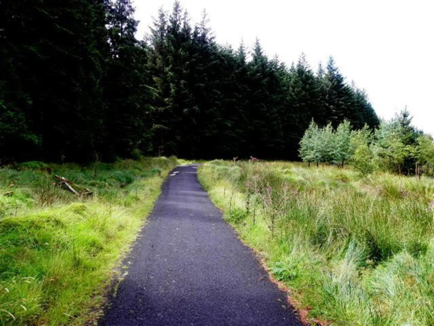 An image depicting the trail Davagh Forest Walk and its surrounding area.