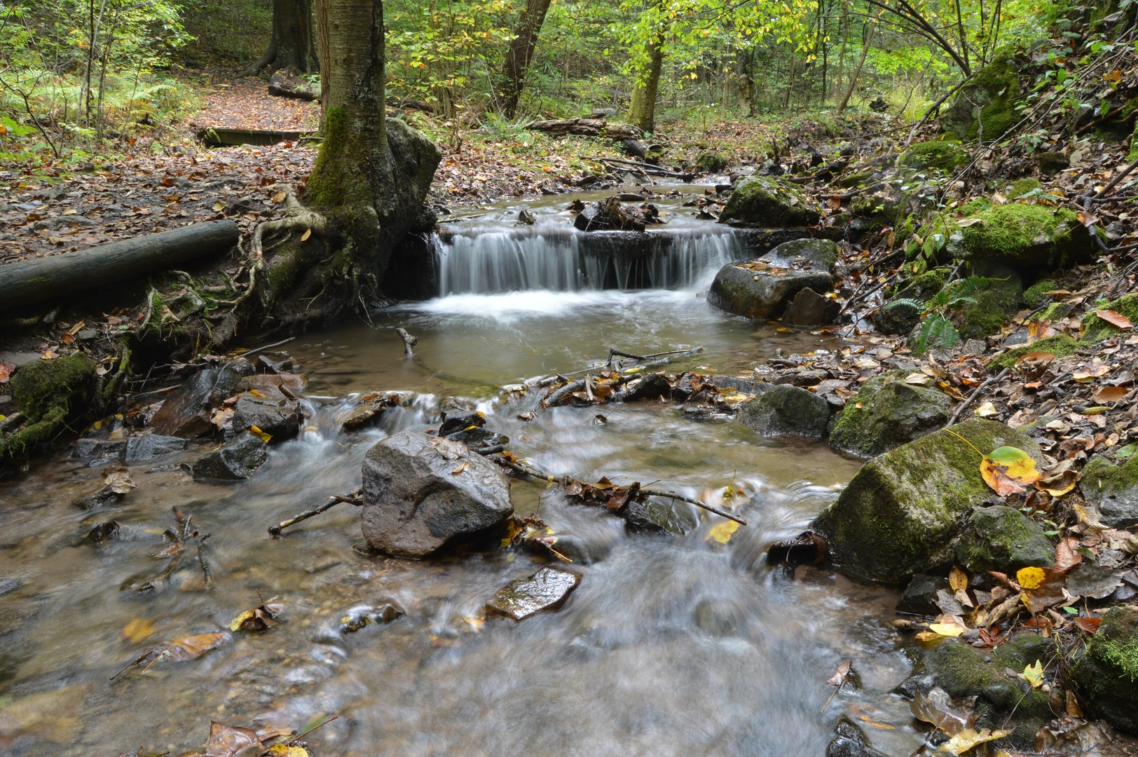 An image depicting the trail Punches Run Loop and its surrounding area.