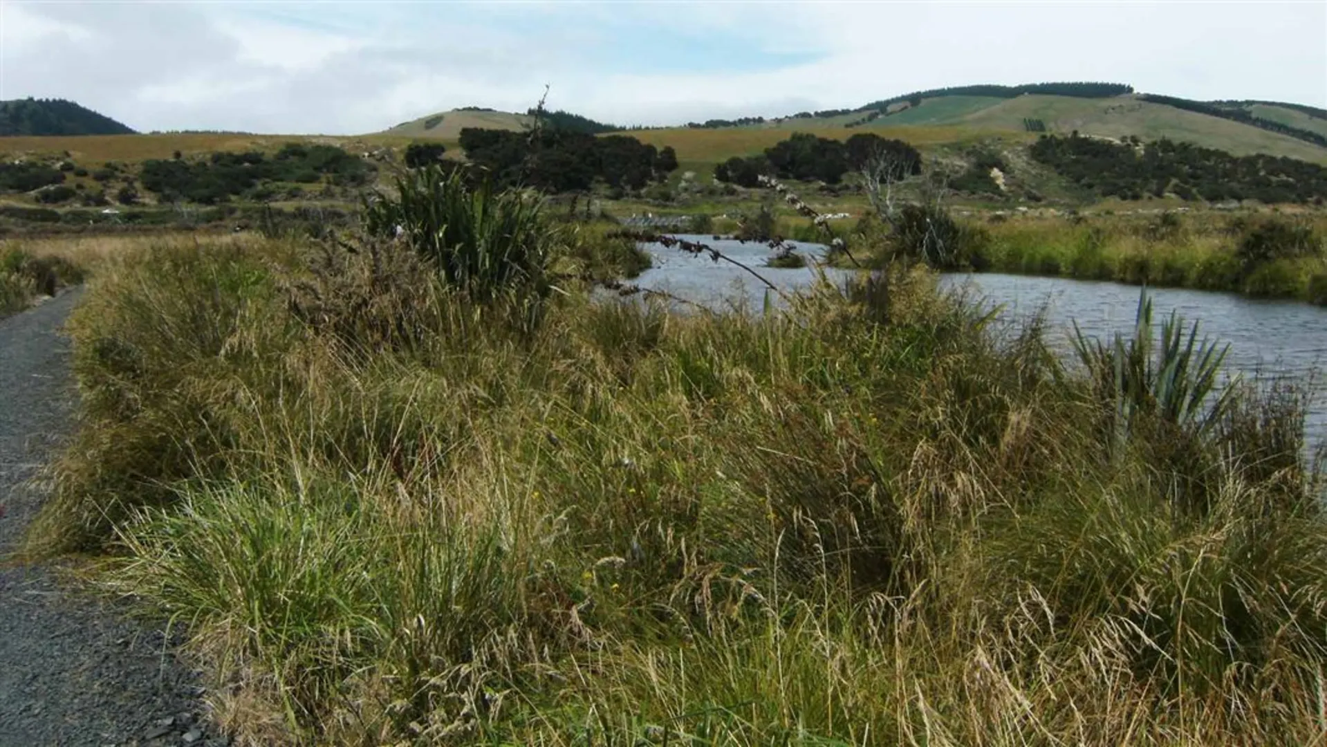 An image depicting the trail Titri Creek Track and its surrounding area.