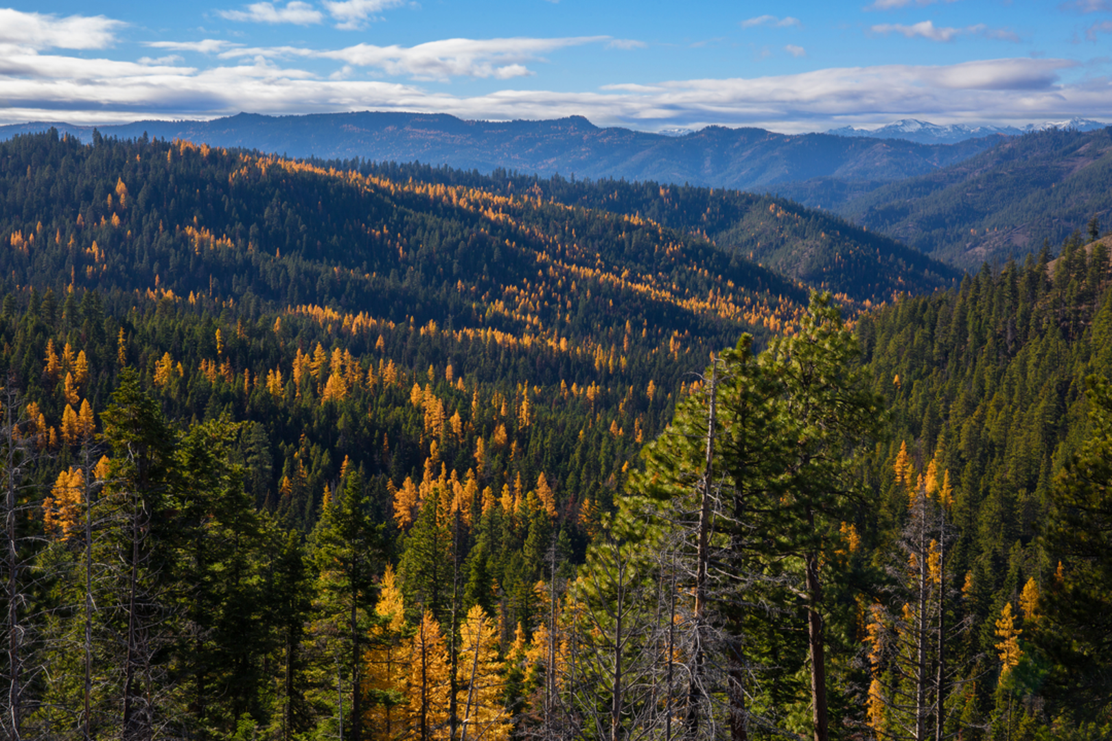 An image depicting the trail Tronsen Meadow Trail and its surrounding area.