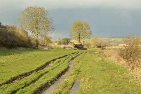 Swan's Way