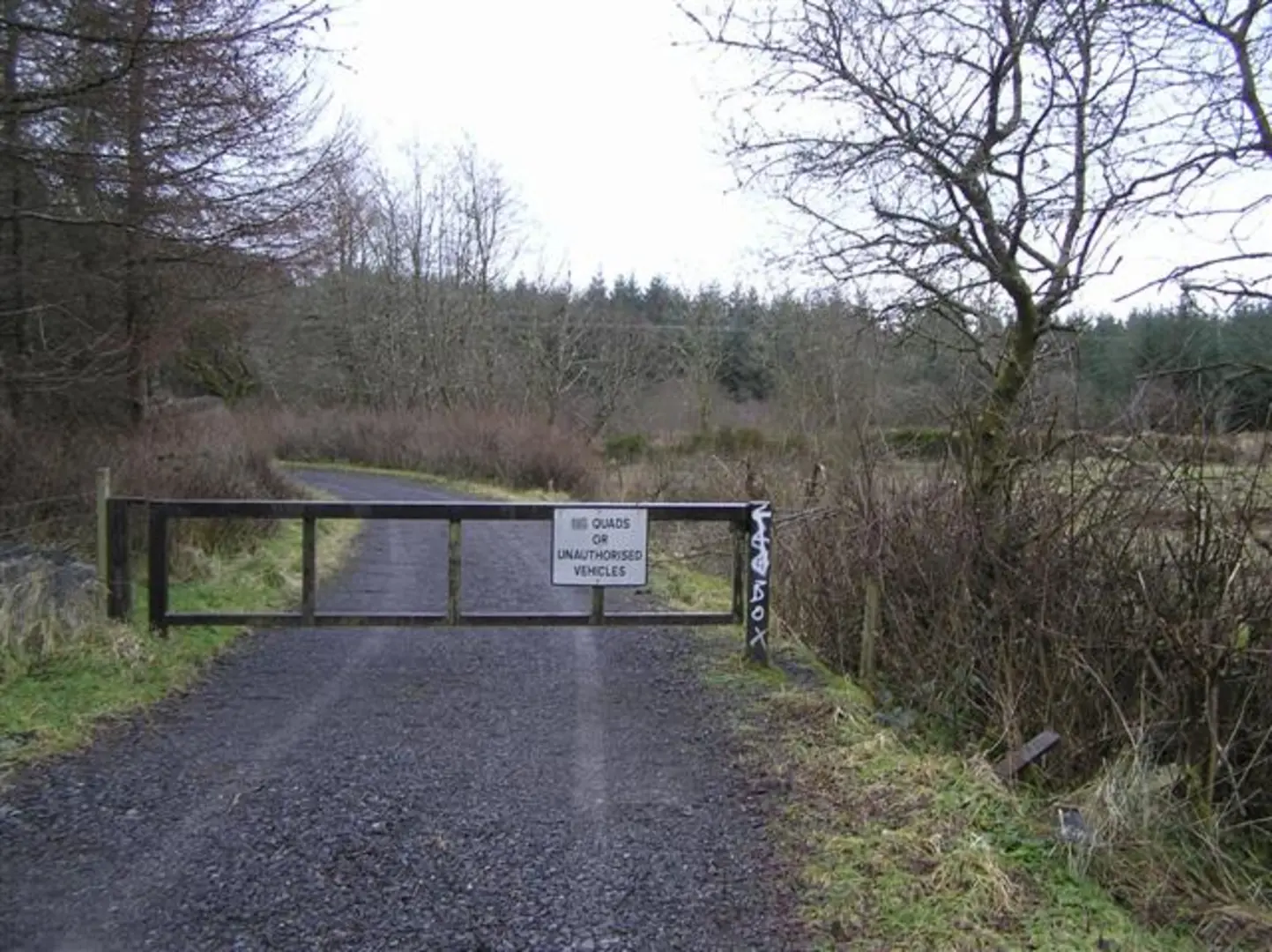 An image depicting the trail Big Dog Forest – Big Dog Walk and its surrounding area.