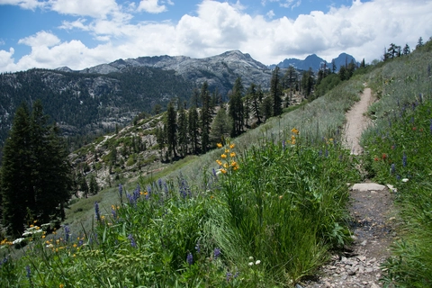 Agnew Wildflower Loop Trail