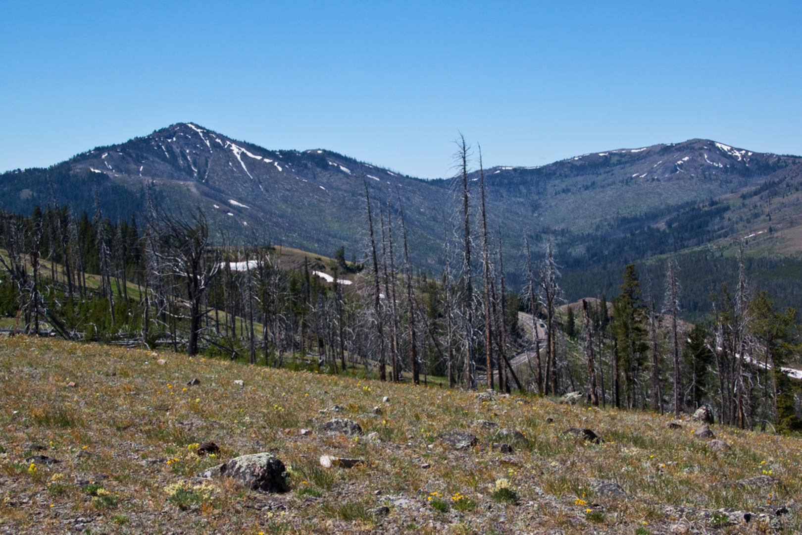 An image depicting the trail Dunraven Pass - Mount Washburn Trail and its surrounding area.