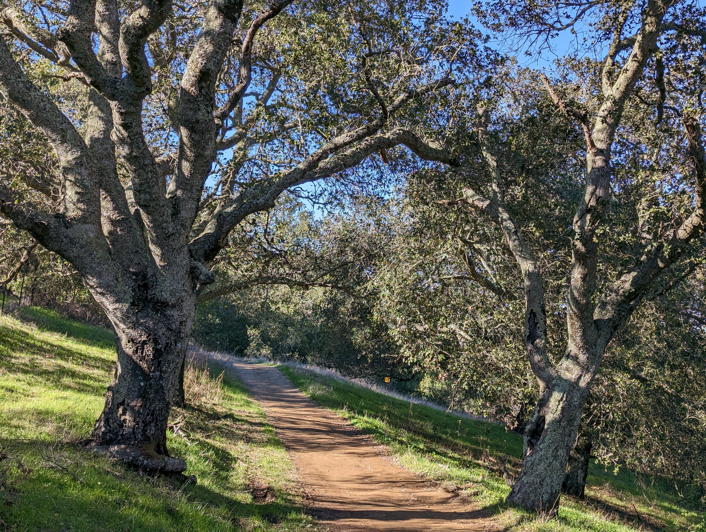 An image depicting the trail Valley View and Blue Oak Knoll Loop Trail and its surrounding area.