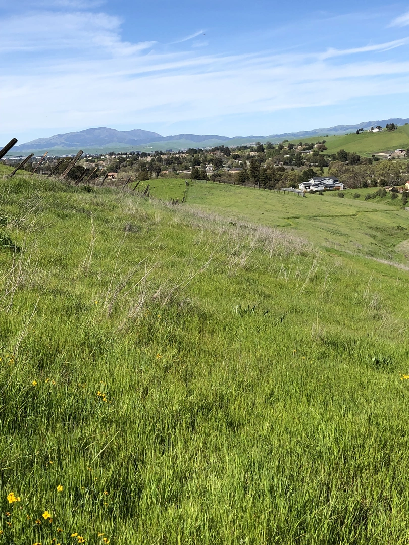 An image depicting the trail Callippe Preserve Trail and its surrounding area.