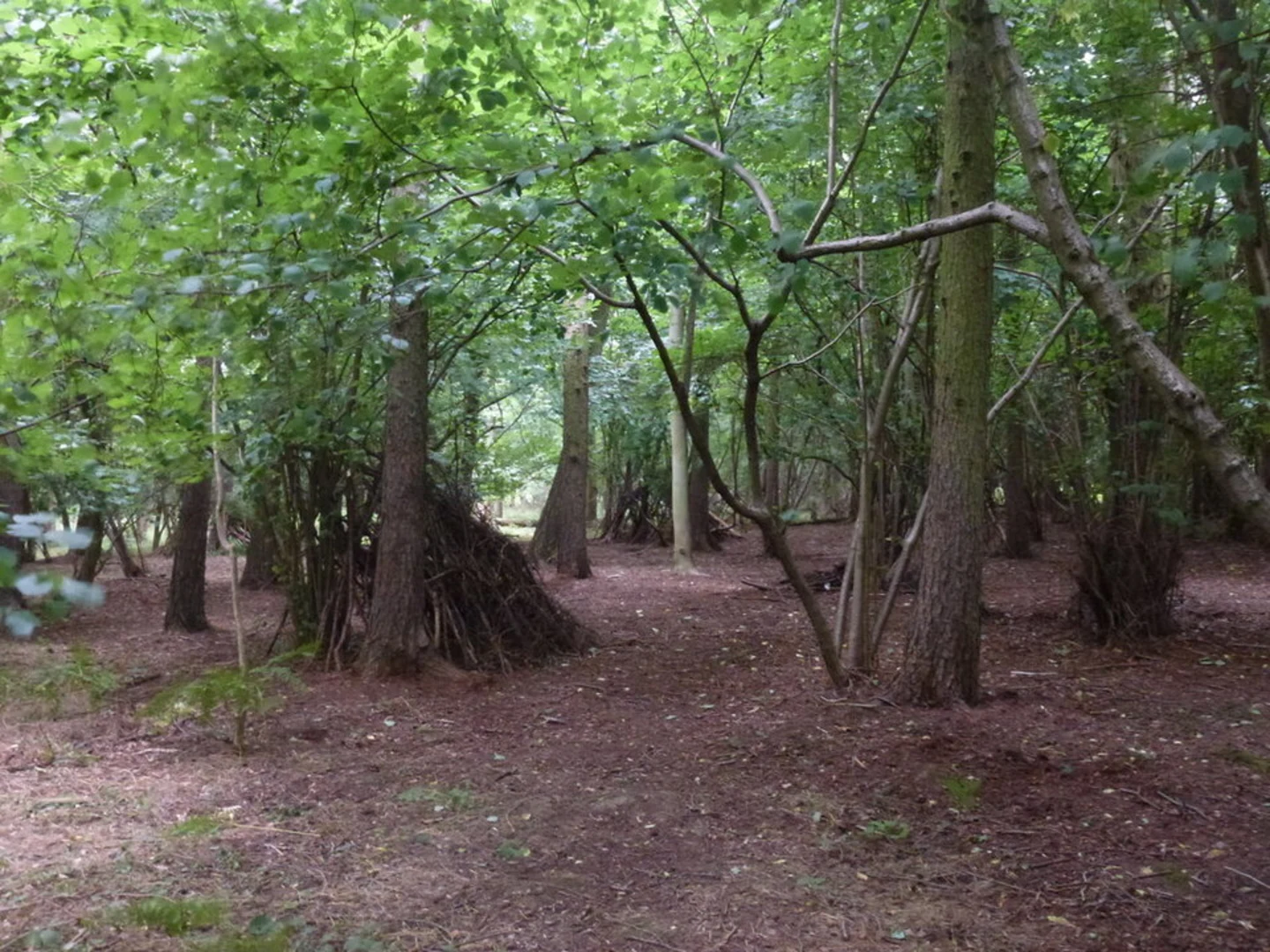 An image depicting the trail Bourne Woods and its surrounding area.