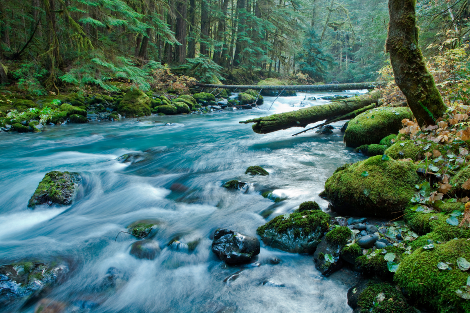 An image depicting the trail Heather Creek Trail and its surrounding area.