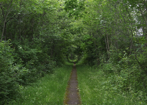Pine Tree Trail