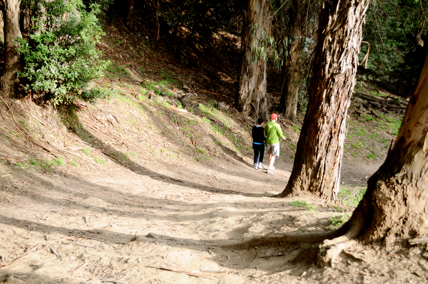 An image depicting the trail Spiral Knob Loop and its surrounding area.