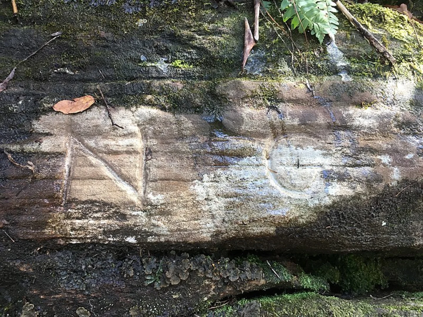 An image depicting the trail Fork Mountain Trail and its surrounding area.