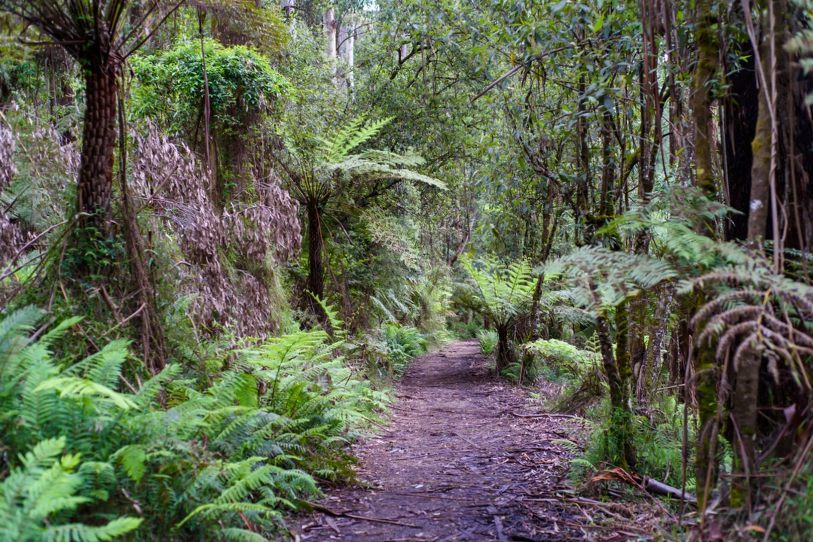 An image depicting the trail Dandenong Ranges Circuit - Olinda and its surrounding area.