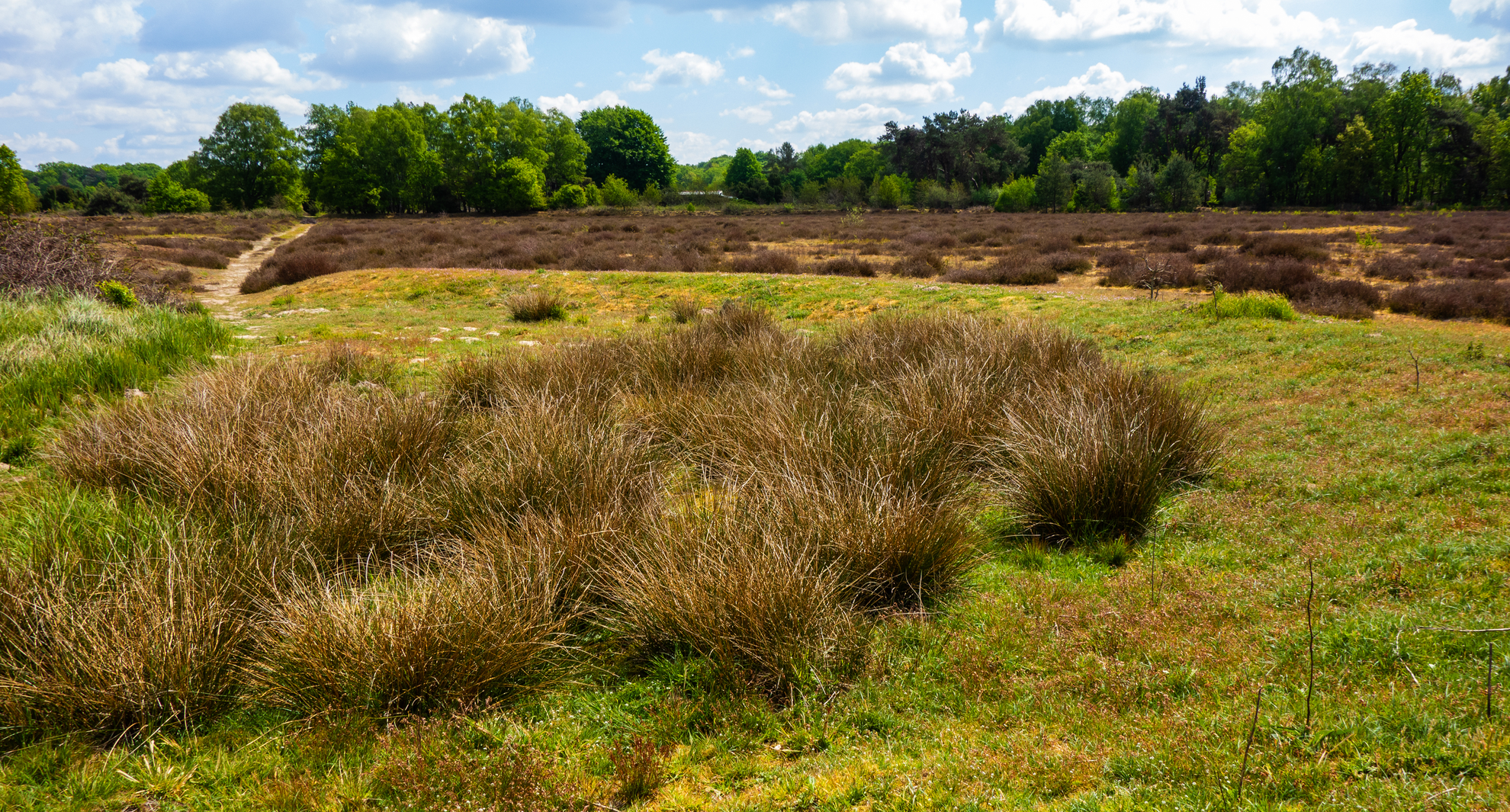 An image depicting the trail De Mandercirkels and Manderheide Loop and its surrounding area.