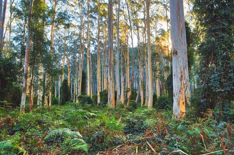 Blackheath to Blue Gum Loop