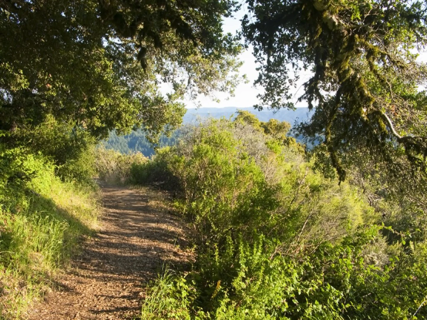 An image depicting the trail Jenkins Hill Trail and its surrounding area.