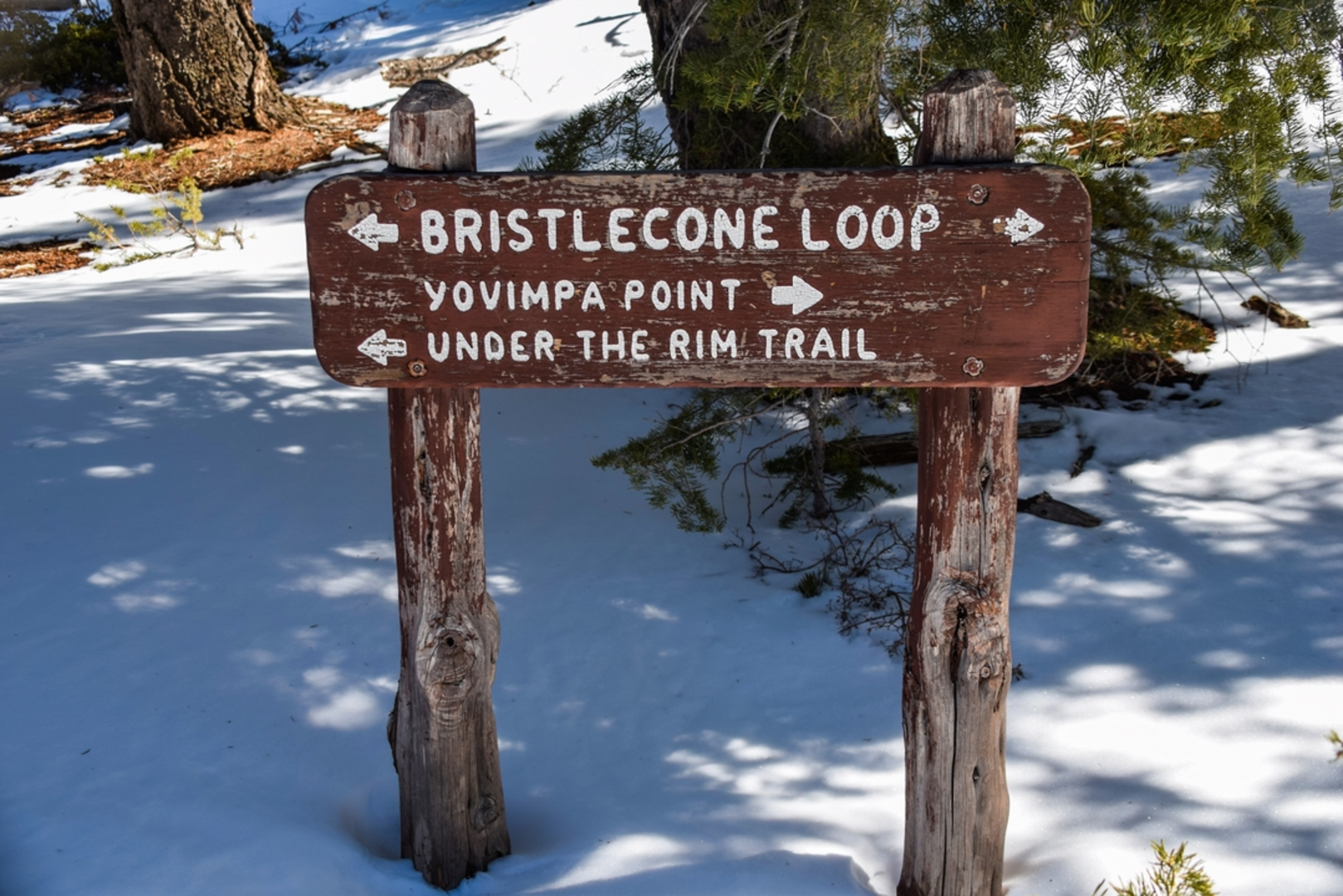 An image depicting the trail Bristlecone Loop Trail and its surrounding area.