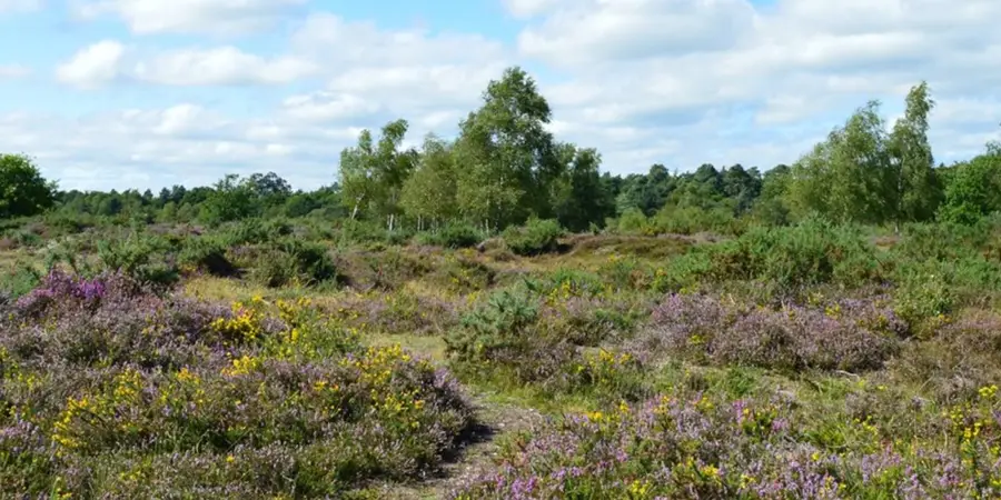 Silchester Common and Calleva Atrebatum