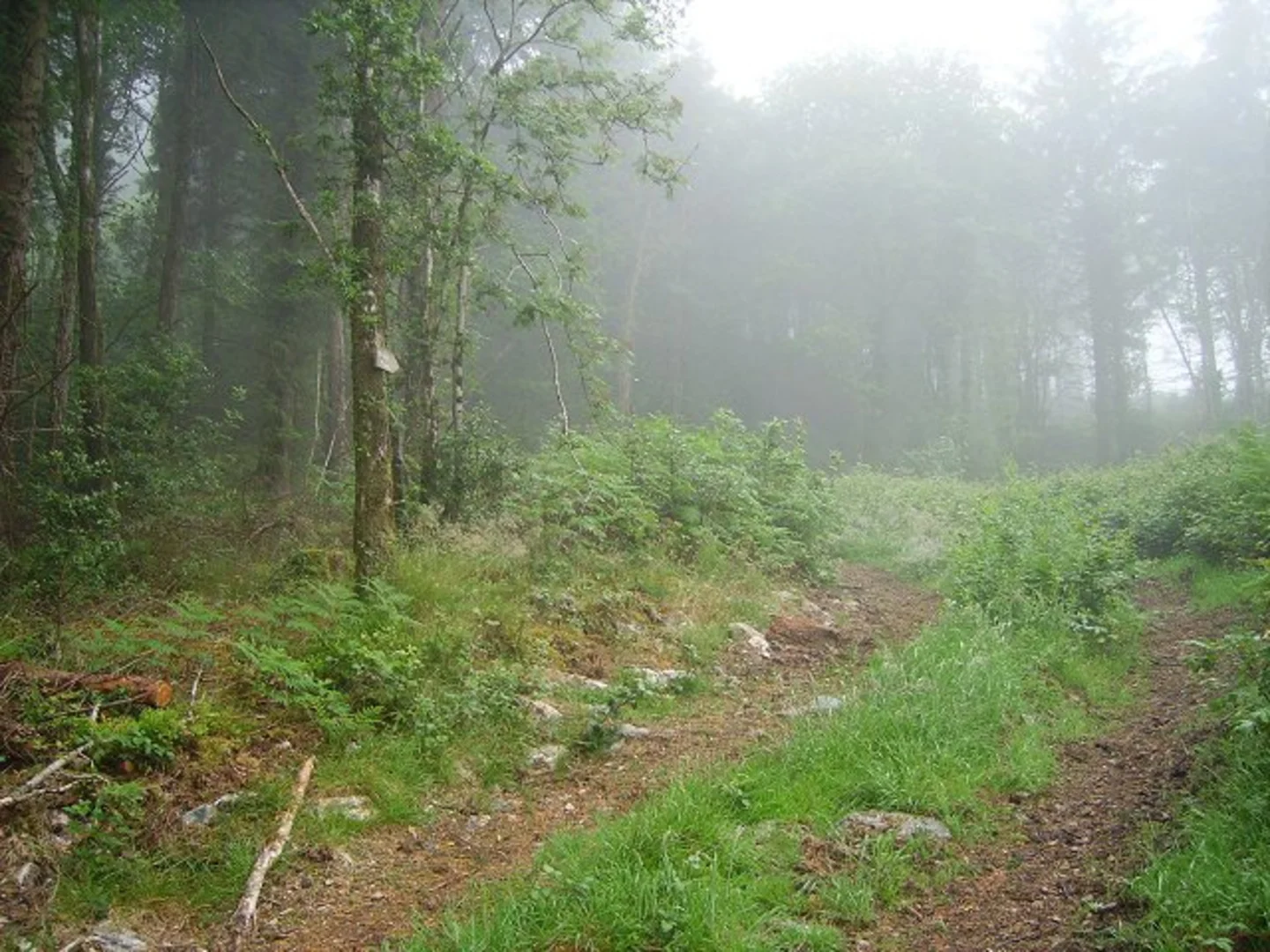 An image depicting the trail Carrickbyrne Hill - Blue Loop and its surrounding area.