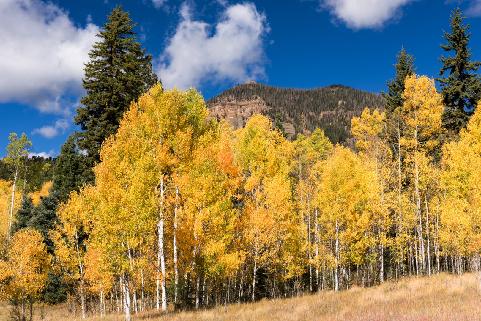 An image depicting the trail Shaw Creek Trail via Weminuche Trail and its surrounding area.