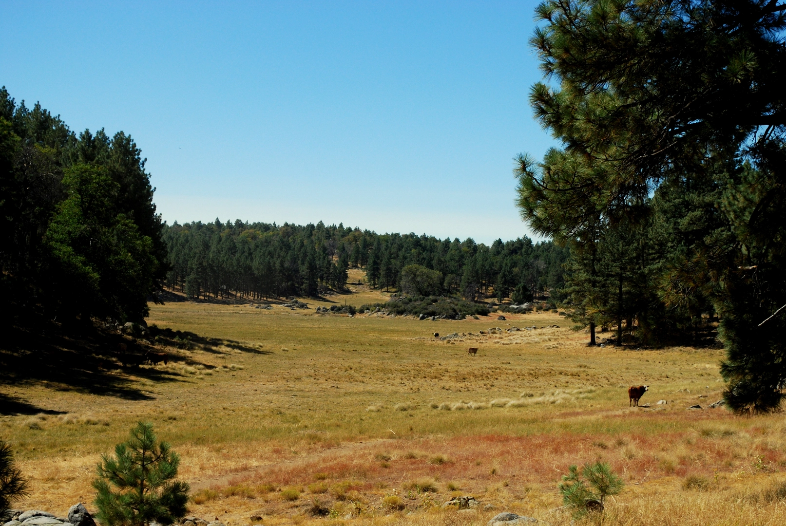An image depicting the trail Monument Peak - Big Laguna Loop Trail and its surrounding area.