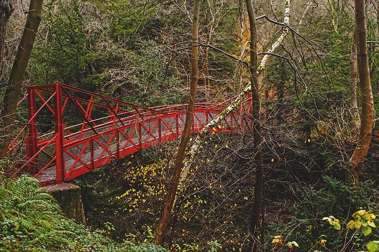 Squirrel Trail