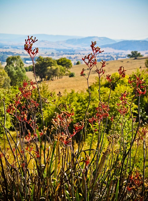 Playles Lookout Walk