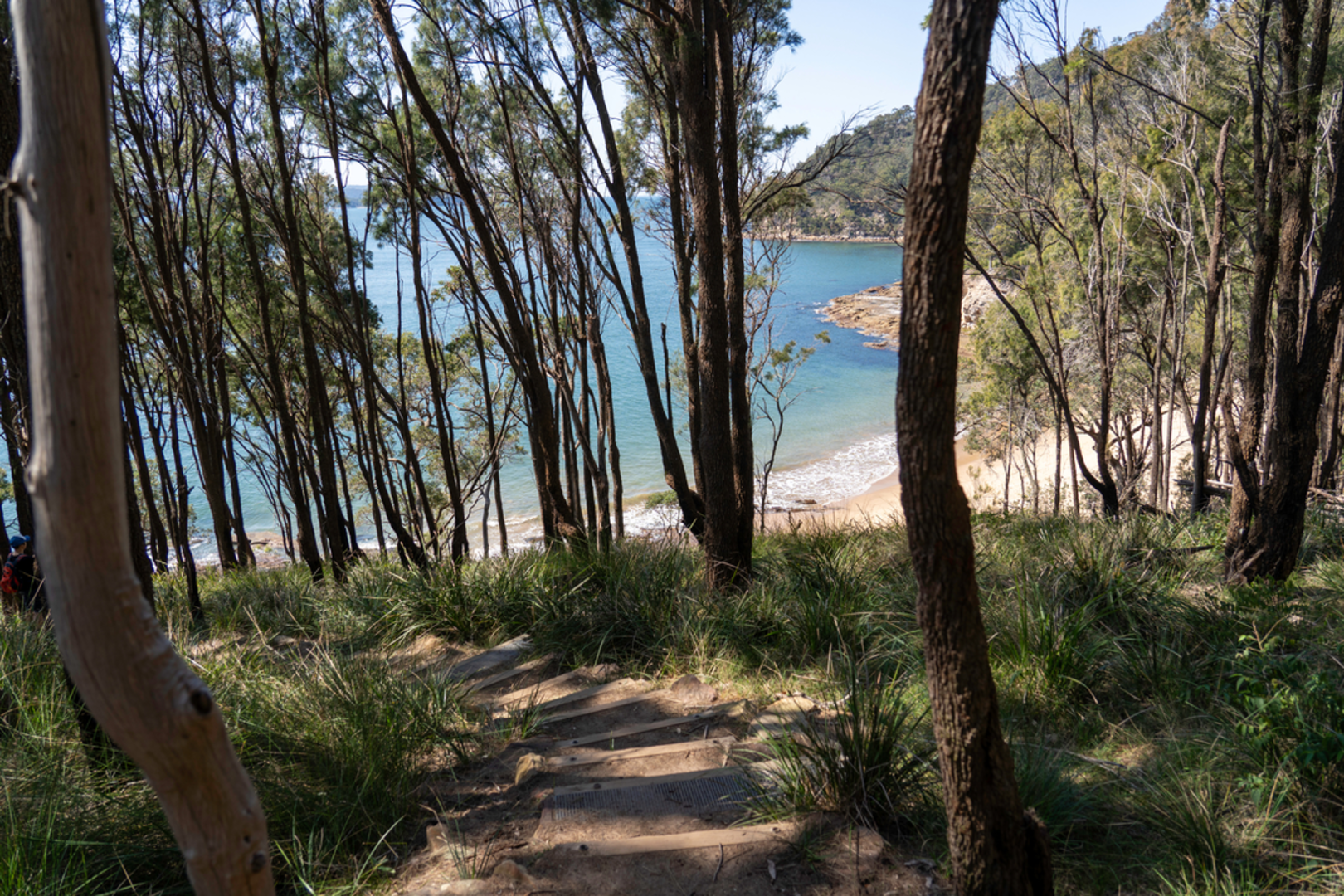 An image depicting the trail Great North Walk - Watagans National Park and its surrounding area.