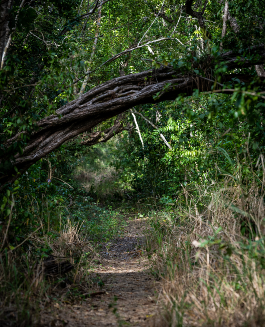 An image depicting the trail Bear Lake Trail and its surrounding area.