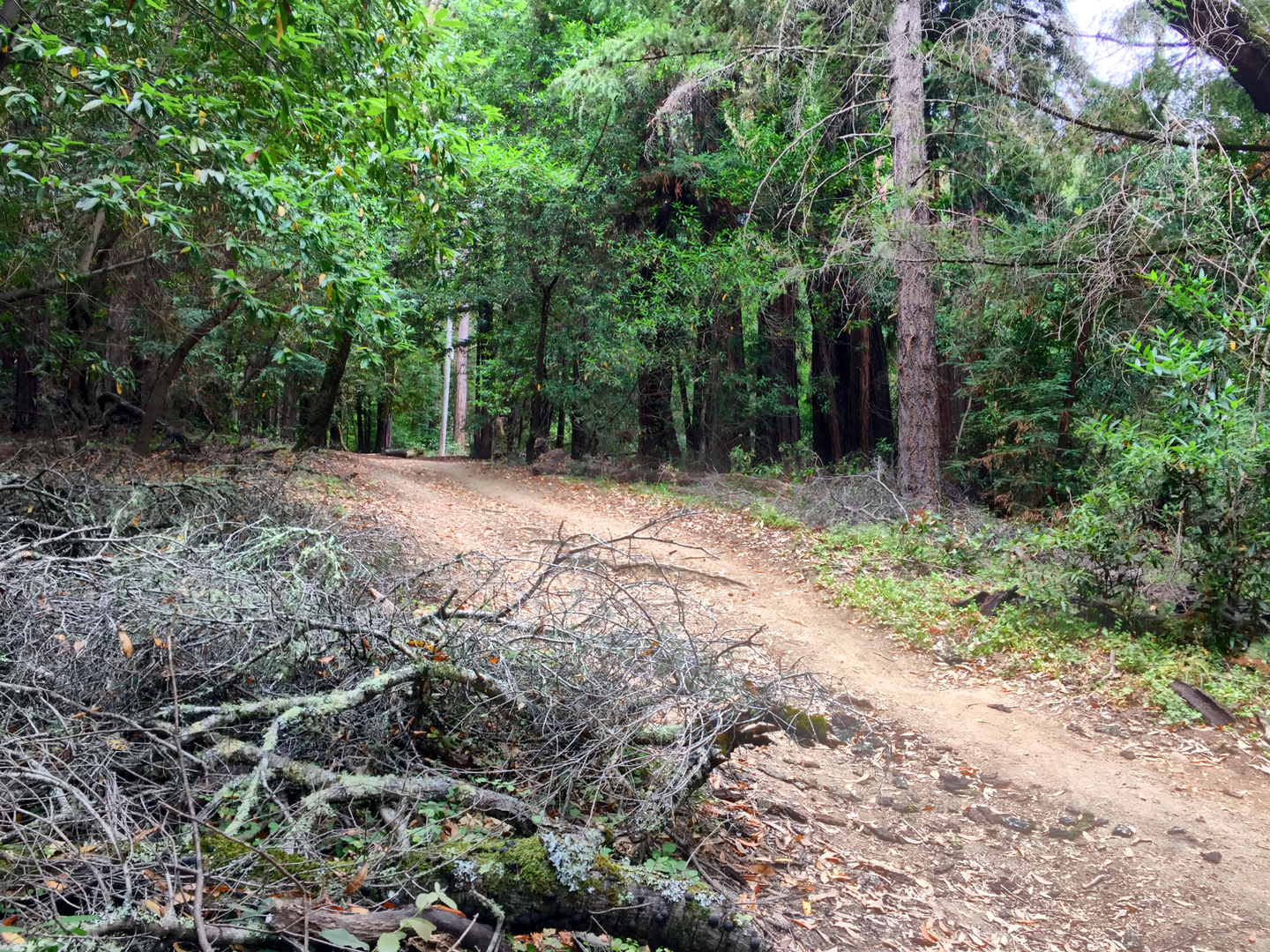 An image depicting the trail Chinquapin - Dean Loop Trail and its surrounding area.