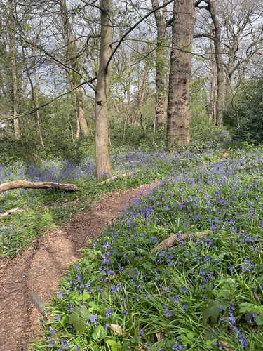 Kent - Cowden Eastern circular