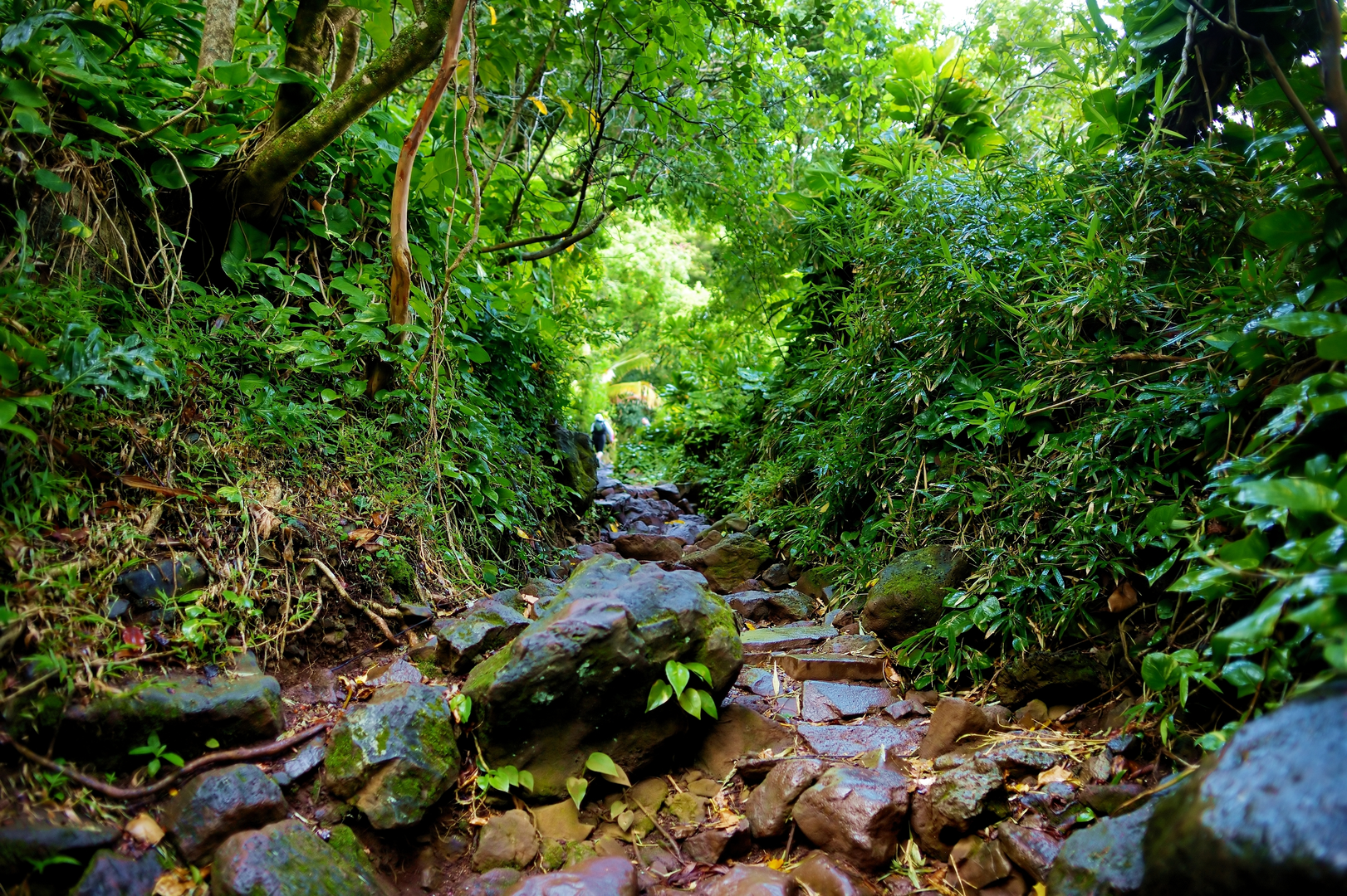 An image depicting the trail Kalalau Trail and its surrounding area.