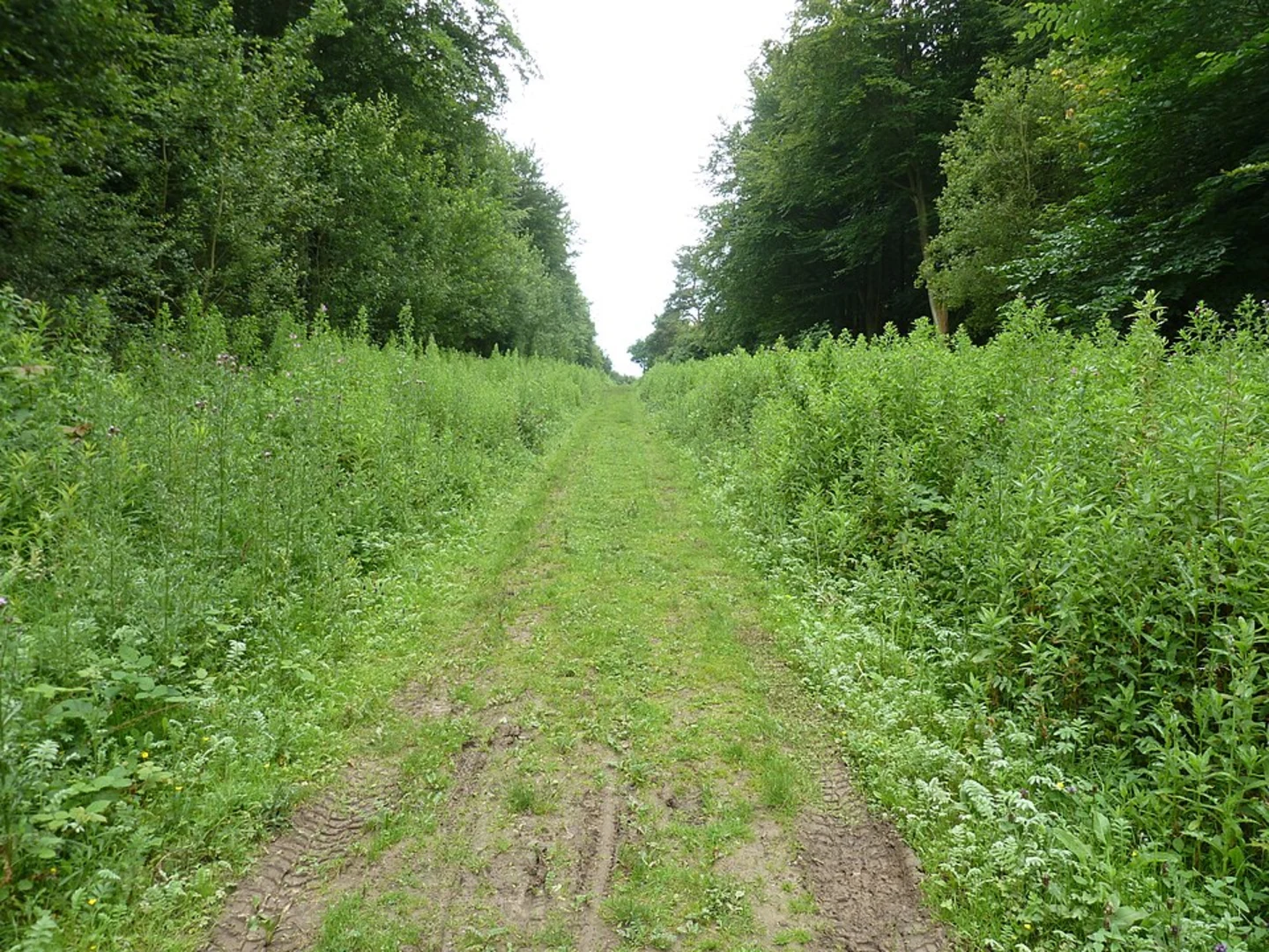 An image depicting the trail Friston Forest Loop via Jevington and its surrounding area.