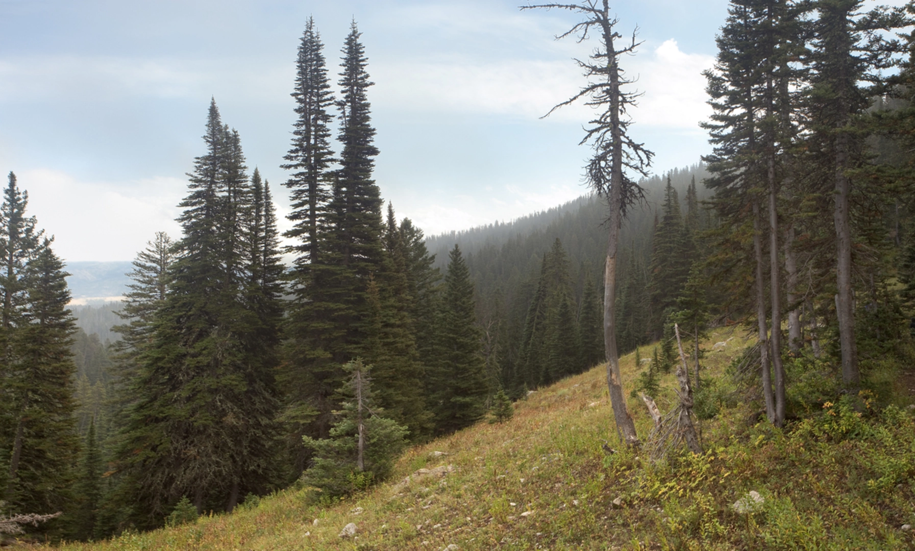An image depicting the trail Carrol Creek Trail and its surrounding area.