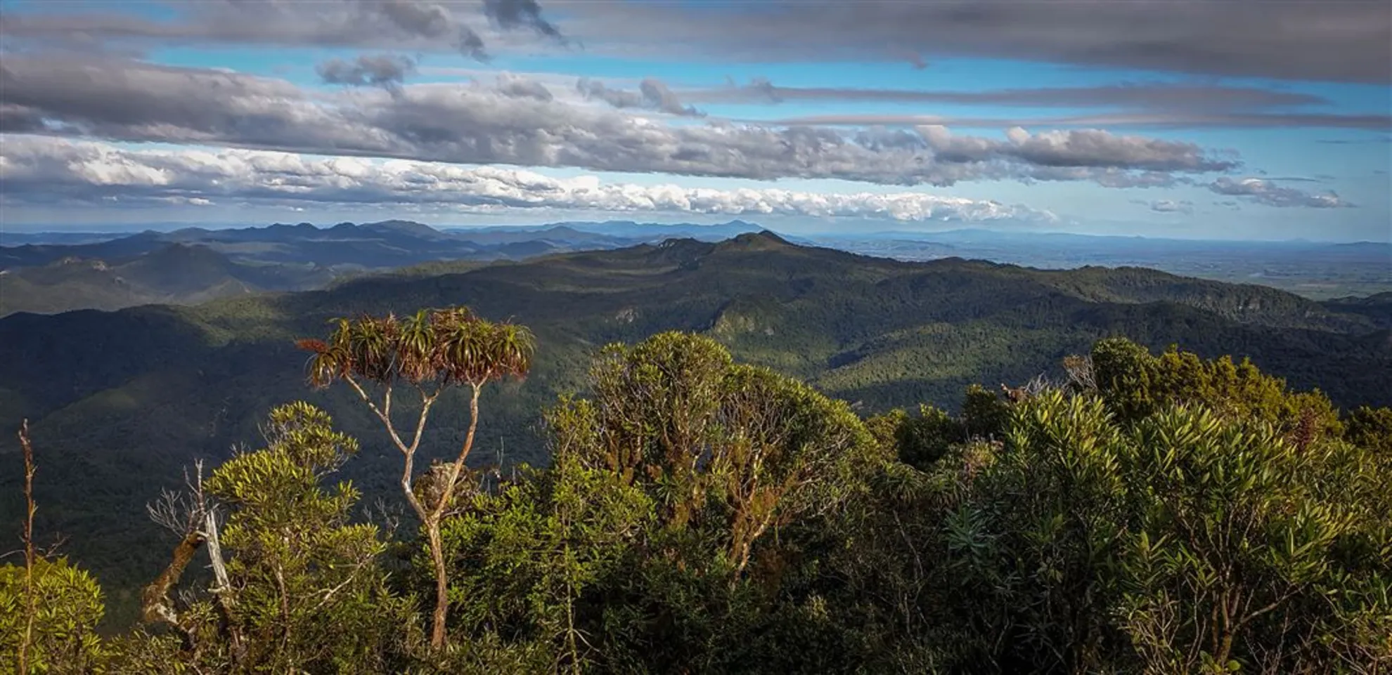 An image depicting the trail Kaitarakihi Summit Track and its surrounding area.