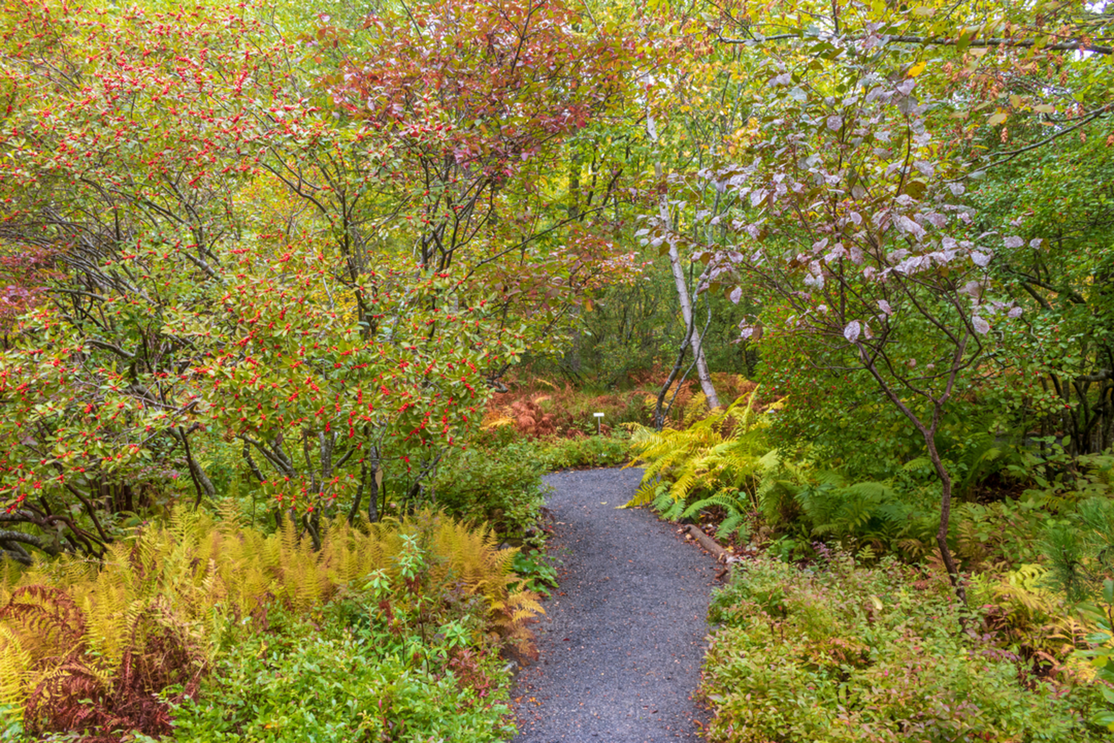 An image depicting the trail Dorr North Ridge via Hemlock Path Trail and its surrounding area.