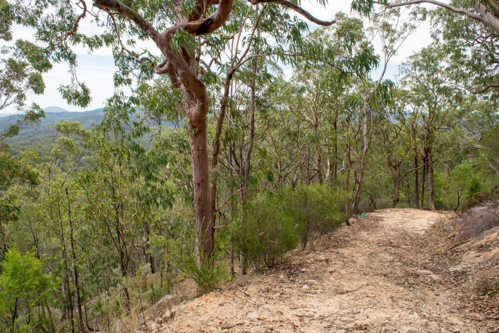 An image depicting the trail Yango Walking Track and its surrounding area.