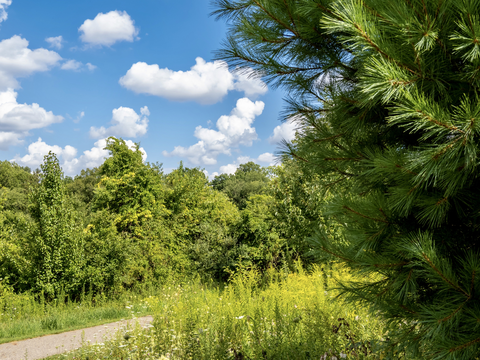 Goose Path via Buzzard Swamp Road Trail