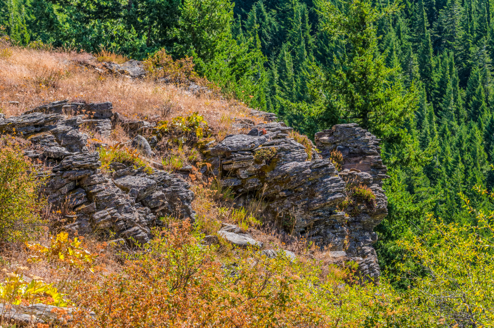 An image depicting the trail Surveyor's Ridge Trail and its surrounding area.