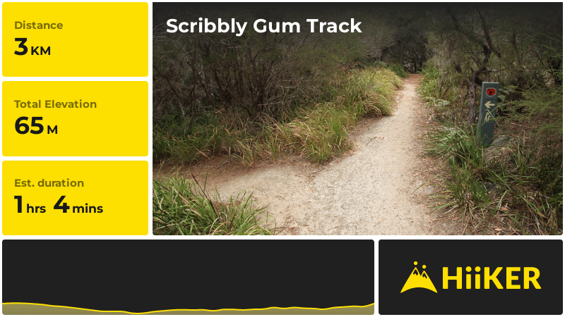 Scribbly Gum Track | Sydney | New South Wales