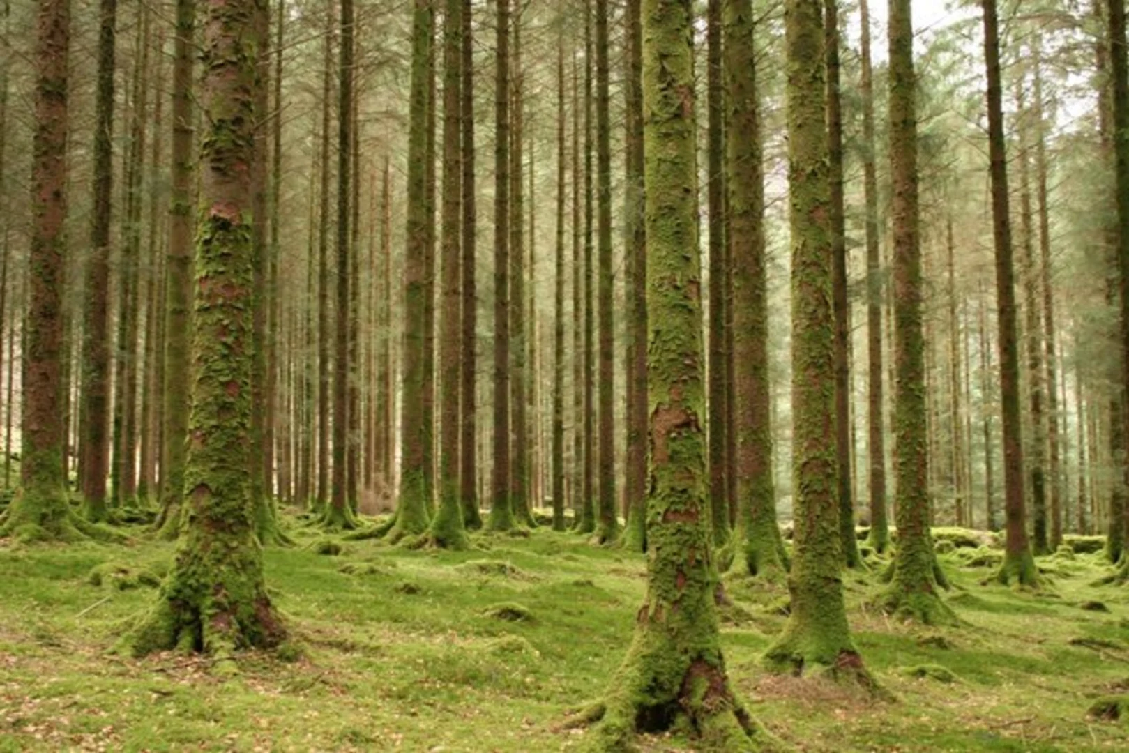 An image depicting the trail Gougane Barra - Sli Com Rua and its surrounding area.