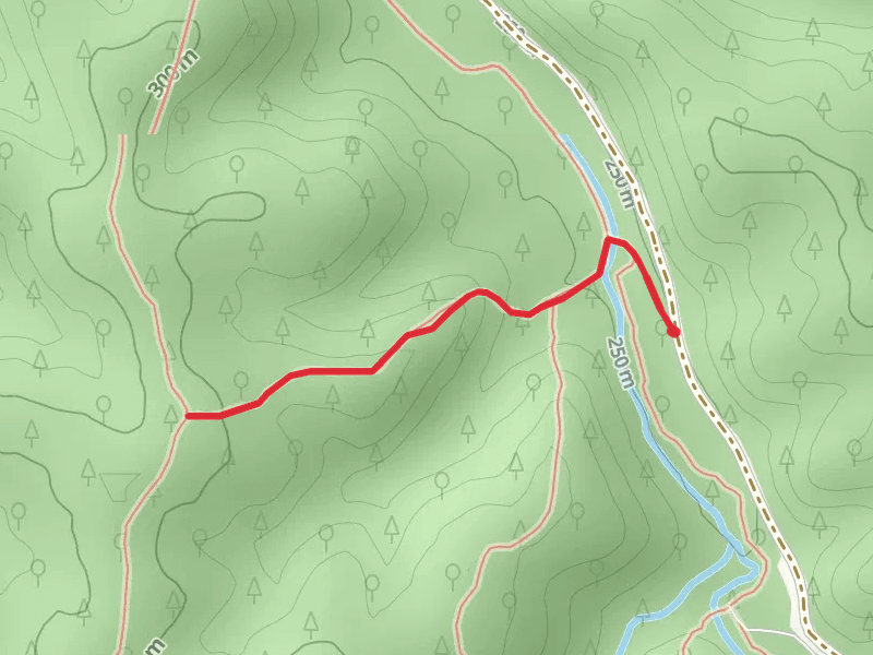 Mushroom Trail