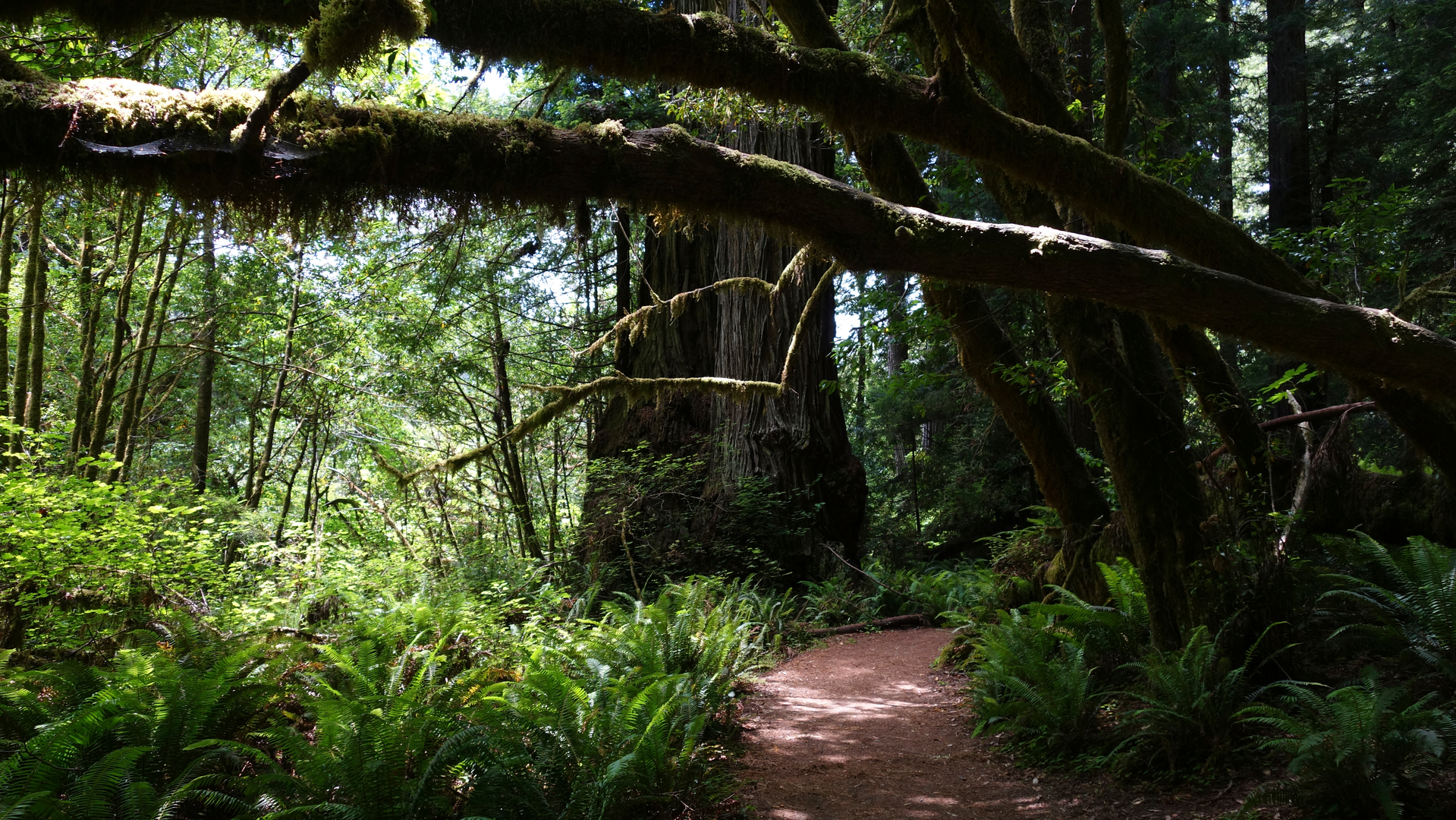 An image depicting the trail Ossagon Trail , Davison Trail and Fern Canyon Trail and its surrounding area.