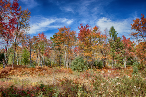 Quehanna Trail