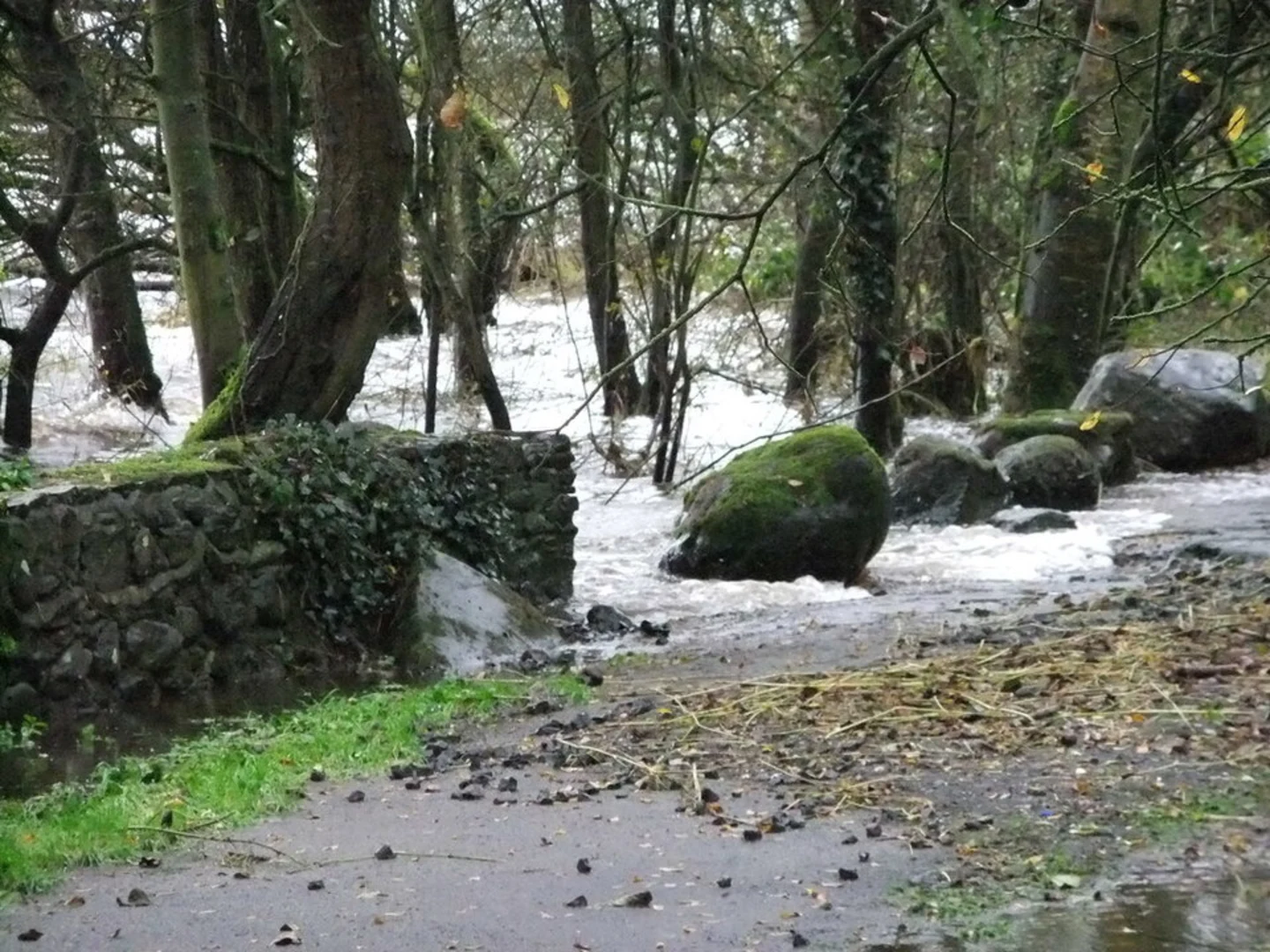 An image depicting the trail Ballyronan Wood Walk and its surrounding area.